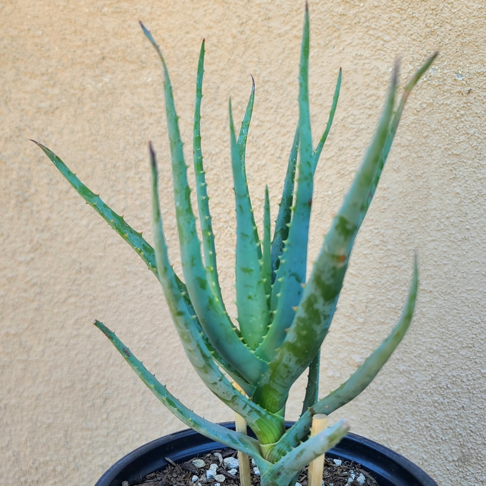 Aloe Vera Barbadensis Rooted Healthy Succulent Plant